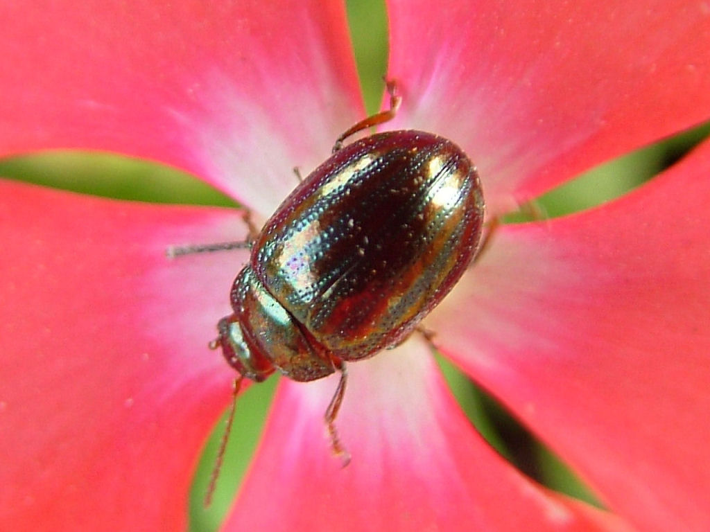 Chrysolina americana